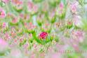 Macro